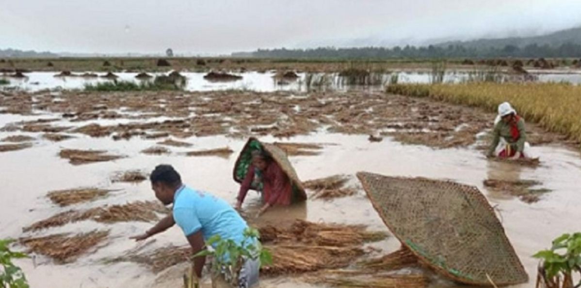 ८ अर्ब २६ करोड ८० लाख मूल्यको धानबालीमा क्षति